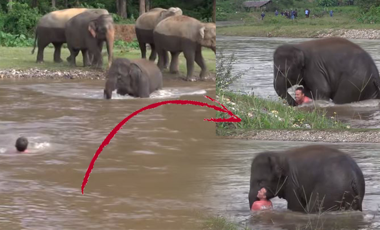 Ternampak Lelaki Lem4s Di Sungai, Anak Gajah Meluru Berlari Masuk Ke Sungai Untuk Menyelamatkannya