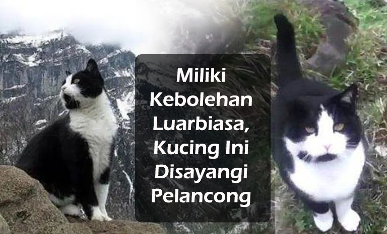 Miliki Kebolehan Luarbiasa, Jasa Kucing Ini Yang Buat Ramai Pelancong Di Pergunungan Rasa Terhutang Berbudi Kepadanya